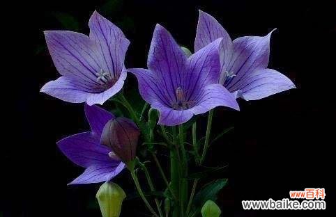 探寻铃铛花的神秘语言 铃铛花的花语与意义