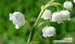 探寻铃兰的花语与文化内涵 铃兰花语