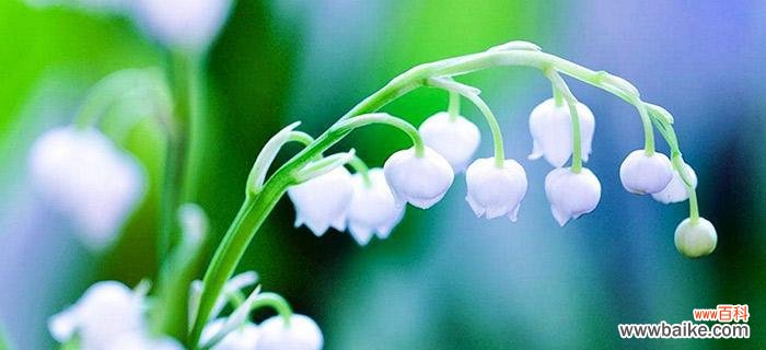 祝福花开 铃兰花语之美