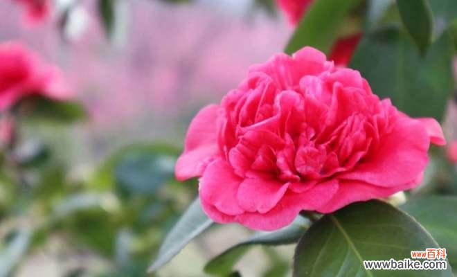 粉色红色花的搭配寓意是什么?花卉颜色组合的含义?