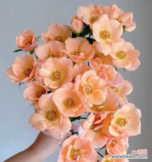 多头玫瑰手捧花代表什么？手捧花的寓意有哪些？