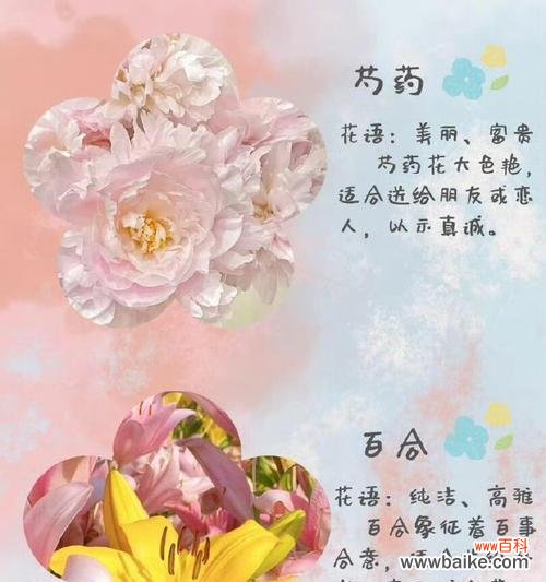 粉色玫瑰花送给闺密有何寓意？