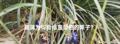 宝蓝色花的寓意是什么？宝蓝色花卉的特殊含义？