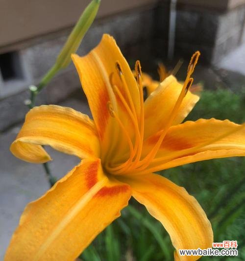 橙黄色花的寓意和象征是什么?橙黄色花代表什么?