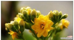 橙黄色花的寓意和象征是什么？橙黄色花代表什么？