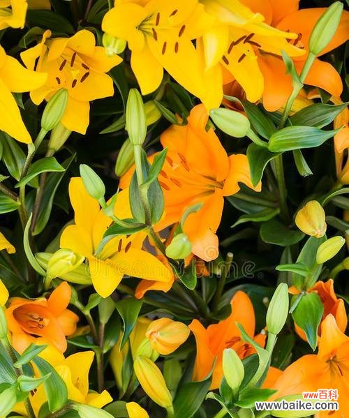 橙黄色花的寓意和象征是什么?橙黄色花代表什么?