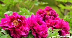 巴西有哪些花象征富贵吉祥？它们的含义是什么？