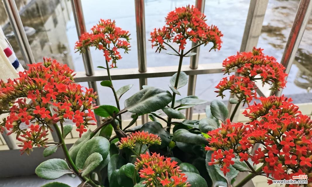 凤尾长寿花的寓意和花语是什么？