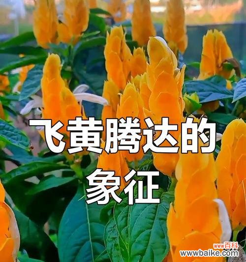 哪些花寓意着成功和成就？