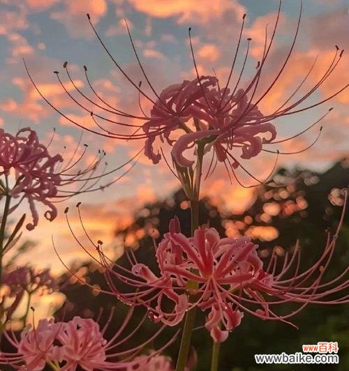 哪些花寓意着成功和成就？