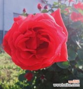 揭开黄色月季花的神秘面纱 黄色月季花的象征与寓意