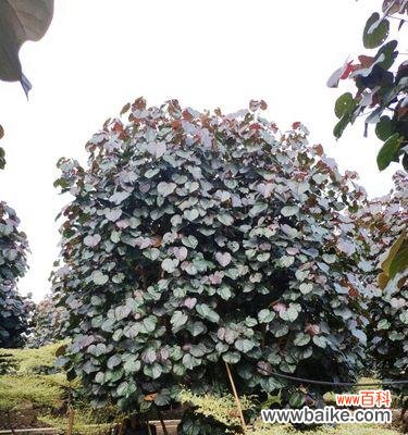 探讨农业领域中的假植苗现象 以假植苗是什么意思?