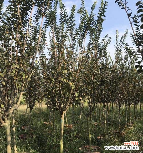 探讨农业领域中的假植苗现象 以假植苗是什么意思?