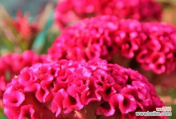 鸡冠花传递的爱情、勇气和热情 鸡冠花的花语——带你走进鲜花的秘密语言