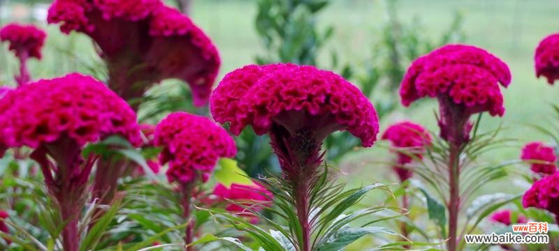 鸡冠花传递的爱情、勇气和热情 鸡冠花的花语——带你走进鲜花的秘密语言