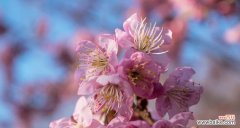 探索红叶樱花背后的美丽诗意 红叶樱花的花语与寓意