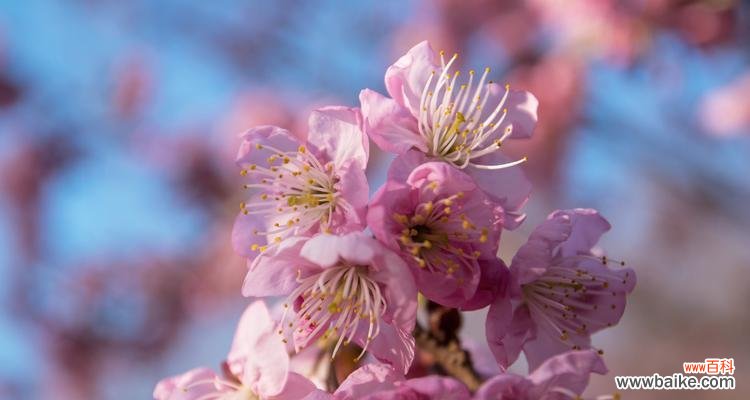 探索红叶樱花背后的美丽诗意 红叶樱花的花语与寓意