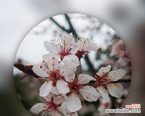 红叶李花的花语及其象征意义 红叶李的花语——爱的宣言