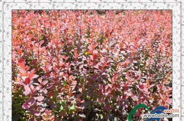 从选择到管理，打造绿意满满的庭院 以换床苗为主题的种植经验分享