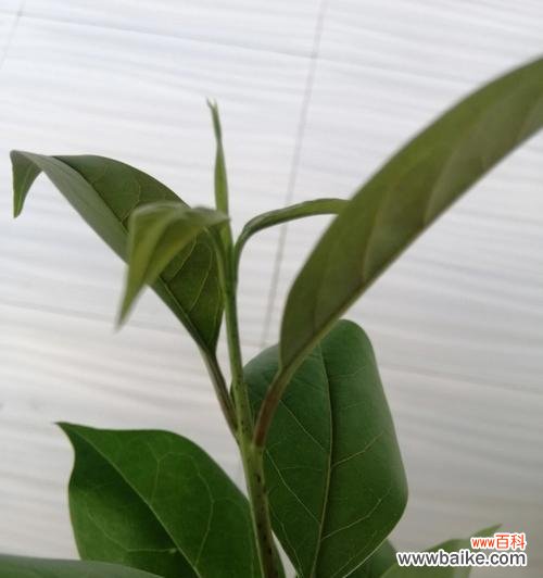 从选择到管理，打造绿意满满的庭院 以换床苗为主题的种植经验分享