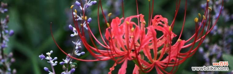 花环菊花语的深刻含义及其在生活中的应用 花环菊的花语——真爱的表达