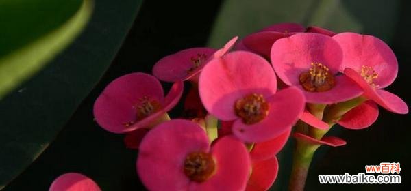 傲立严冬,绽放豪情 以虎刺梅花