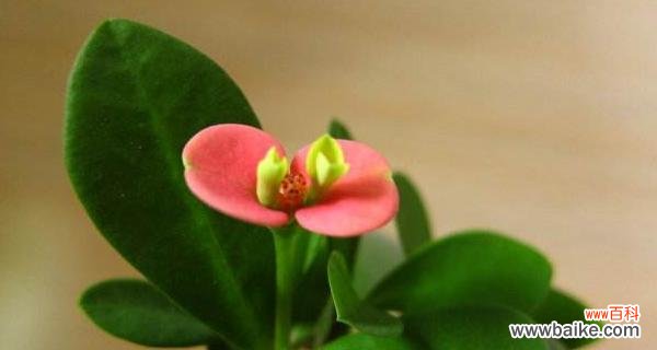 傲立严冬,绽放豪情 以虎刺梅花