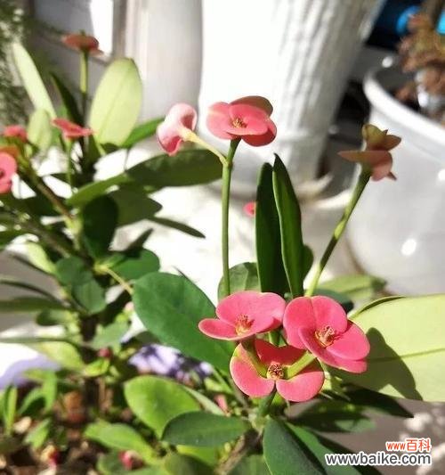 傲立严冬,绽放豪情 以虎刺梅花