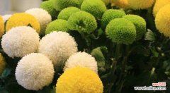 传递温暖与希望的花海 黄菊花的花语