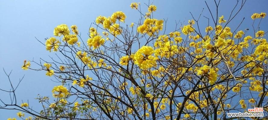 揭秘黄花风铃木的花语及象征意义 黄花风铃木的花语之美