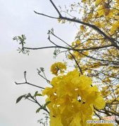 揭秘黄花风铃木的花语及象征意义 黄花风铃木的花语之美
