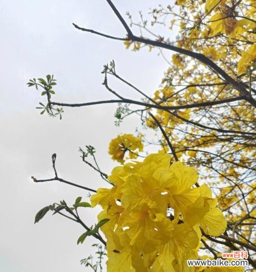 揭秘黄花风铃木的花语及象征意义 黄花风铃木的花语之美