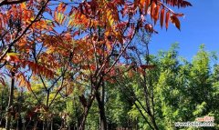 燃烧的希望之花——火炬树 火炬树的花语与象征意义