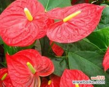 燃烧生命的奇迹——火鹤花语的含义与象征 火鹤花语