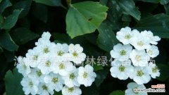 解读金山绣线菊花语，品味生命之美 金山绣线菊的花语与美好寓意