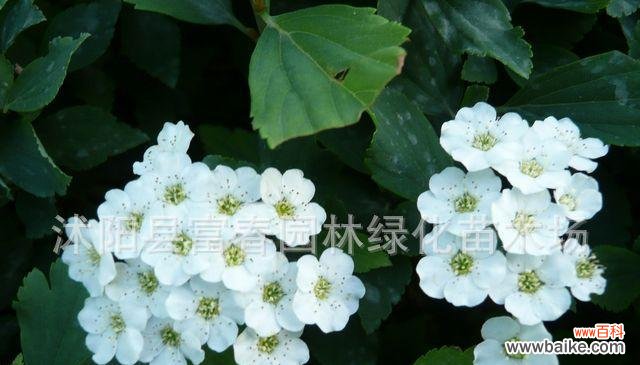 解读金山绣线菊花语，品味生命之美 金山绣线菊的花语与美好寓意