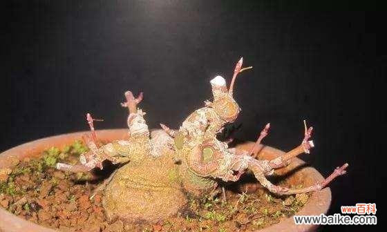 截干苗的概念、方法和应用 以截干苗是什么意思？