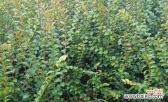 截干苗的概念、方法和应用 以截干苗是什么意思？