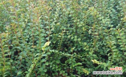 截干苗的概念、方法和应用 以截干苗是什么意思？