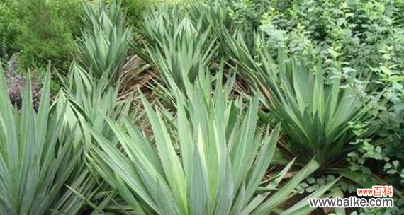 传承千年的剑麻文化与表达情感的瑰丽符号 剑麻花语