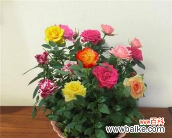 揭开嫁接苗的神秘面纱，探索植物奇迹 嫁接苗