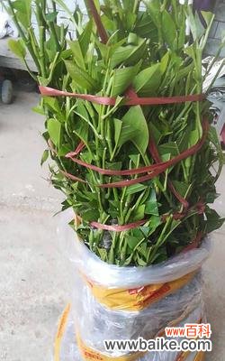 揭开嫁接苗的神秘面纱，探索植物奇迹 嫁接苗