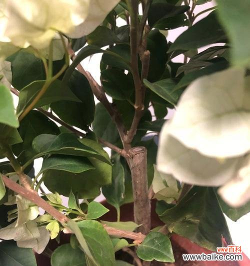 揭开嫁接苗的神秘面纱，探索植物奇迹 嫁接苗