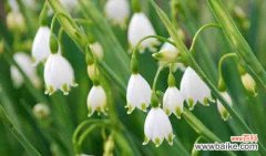 铃兰花语传递的深意与美好期许 铃兰花语与寓意