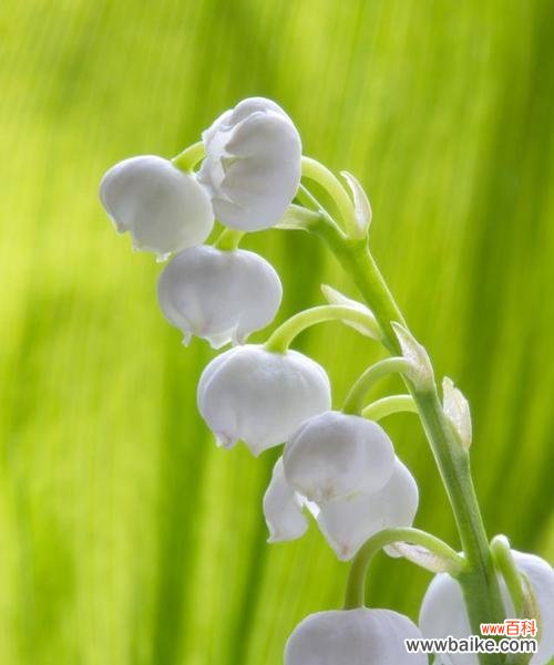 铃兰花语传递的深意与美好期许 铃兰花语与寓意