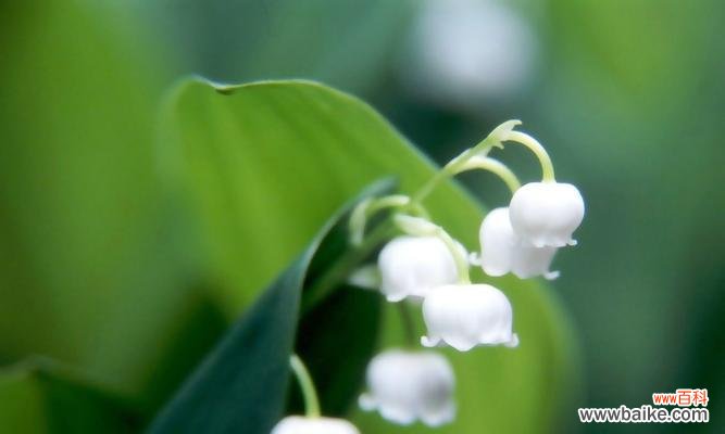 铃兰花的美丽与寓意 铃兰花
