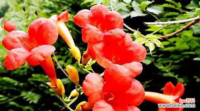 探寻凌霄花的花语之美 凌霄花