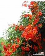 探寻凌霄花的花语之美 凌霄花