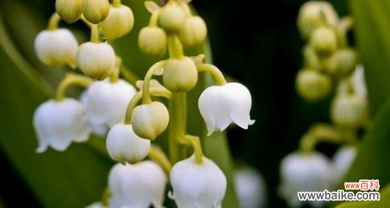 探寻铃兰花的花语意义及传承 铃兰花语之美——寓意与象征