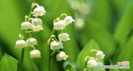 探寻铃兰花的隽永美丽 铃兰花的寓意和象征